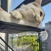 Window Mounted Cat Perch Cute Soft Cat Bed Window Shelf Hammock Window