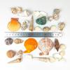 200G Beach Seashell Mediterranean Style DIY Fashion Mix Sea Shells Natural Crafts for Aquarium Fish Tank Decor Sea Conch