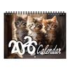 Kitten Cat Calendar Jan.2026 - Dec.2026 12 Month Wall Calendar