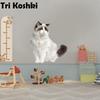 Tri koshki RC035 Anime Dog Ragdoll Sticker Waterproof PVC Decoration Door Living Room Kids Room