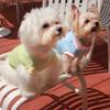 Warm Fleece Pet Vest Small Dogs Winter Coat Maltipoo Teddy Bichon Pomeranian S To XL Sizes