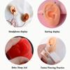 Silicone Ear Model for Piercing Practice and Jewelry Display Realistic Left and Right Human Ear Simulation Ears Replicas