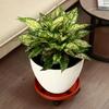 Large Round Plant Caddy with Wheels 30cm Rolling Plant Stands Heavy-duty Plastic Plant Roller Base Pot Movers Flower Pot Stand