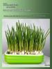 Garlic & Pea Sprouts Hydroponic Tray - Seedling & Sprouting Tool