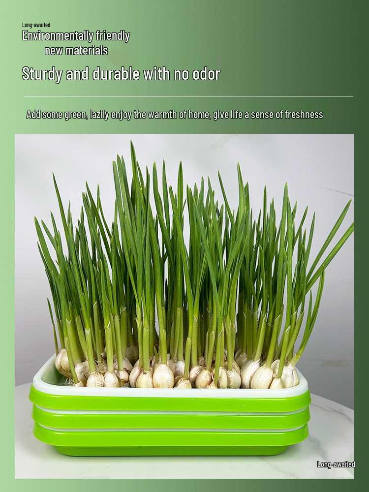 Garlic & Pea Sprouts Hydroponic Tray - Seedling & Sprouting Tool