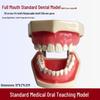 Human Tooth Anatomy Model for Teaching and Simulation - Detachable Denture Mold