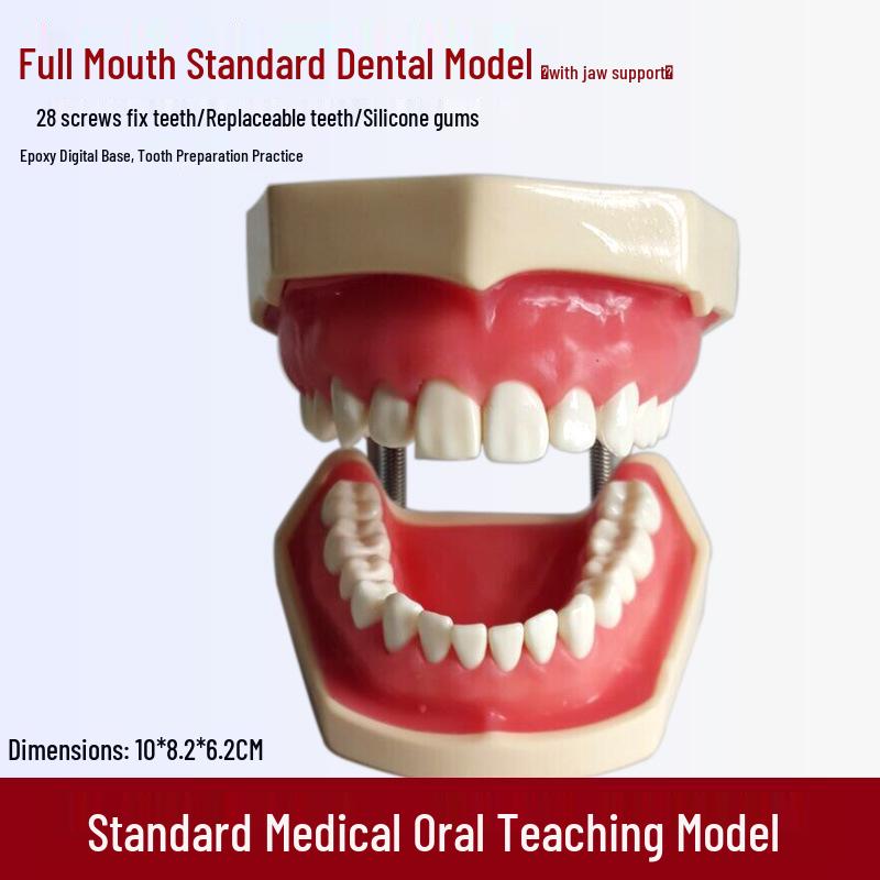 Human Tooth Anatomy Model for Teaching and Simulation - Detachable Denture Mold