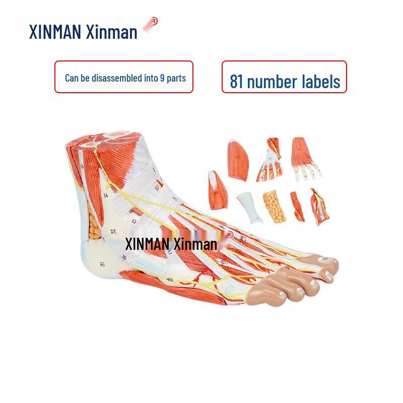 XINMAN Foot Muscle with Blood Vessels and Nerves Model