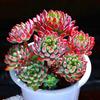 Woondecoratie – Bloempotten