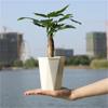 with Clear Saucer Reservoir Plant Pot with Drainage Hole Desktop Plants Pot