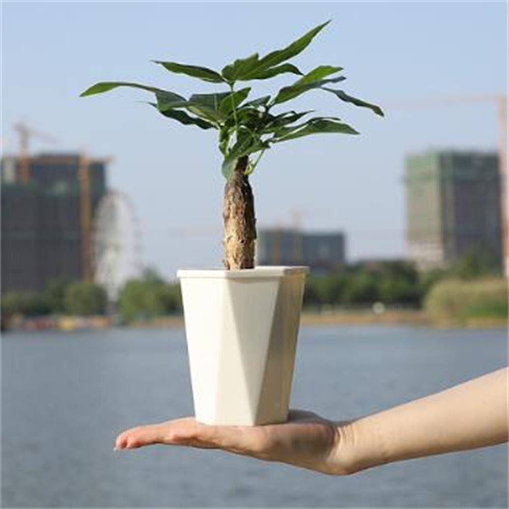 with Clear Saucer Reservoir Plant Pot with Drainage Hole Desktop Plants Pot