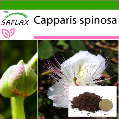 Caper Plant - 25 Seeds - With Potting Substrate for Better Cultivation - Capparis Spinosa