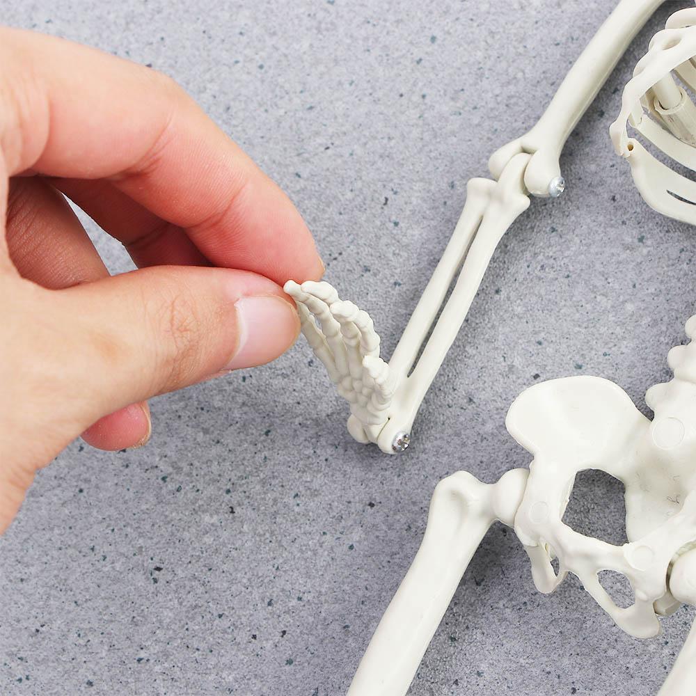 Accessories Biology Teaching Halloween Props Skeleton Model Human Bones Car Rearview Mirror Pendant