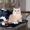 Spot Pet L-Shaped Washable Fleece Cat Bed: Removable, Foldable Metal Frame & Winter Warm Hammock.