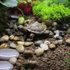 2pcs Miniature Simulation Mini Turtle Handmade Crafts Home Sculpture Tortoise Dolls  Indoor&Outdoor