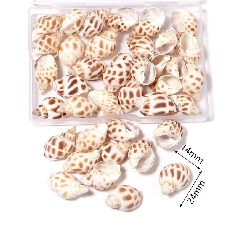 1 Box Sea Shell Spiral Shell Tiny Ocean Spiral Seashell Conch Crafts Aquarium Decoration Landscaping Accessory Photography Props
