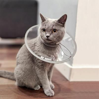 Gatos – Cuidados e higiene