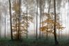 Photomural Forest In Fog Smooth Vinyl 180x120