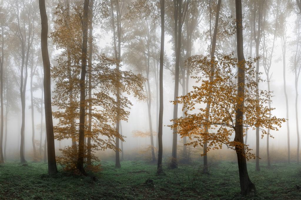 Photomural Forest In Fog Smooth Vinyl 180x120