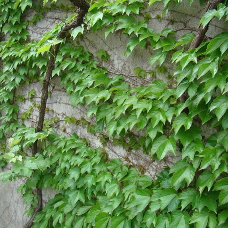50pcs Green Boston Ivy Seeds Parthenocissus Tricuspidata DecorClimbing Tree K2X5 50pcs Green Boston Ivy Seeds Parthenocissus Tricuspidata DecorClimbing Tree K2X5