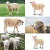 TOYMANY 8-Piece Farm Animal Figure Set, Sheep Figures, Sheep Family Set, Sheep Model, Parent and Child, Realistic Animal Model, Popular Animal Toy,