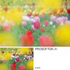 [Amazon.co.jp Exclusive] Kenko PRO1D Pro Softon [B] (W) 49mm Soft Filter - Strong Soft Diffusion Effect - Creates a Striking Effect by Blurring Light 