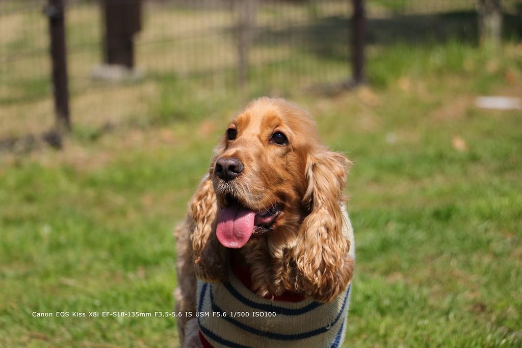 Refurbished Canon EOS Kiss X8i Digital SLR Camera Megapixels Body, 24.2 (EOSKISSX8I)