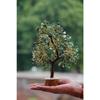 Green Aventurine Crystal Gemstone Bonsai Money Tree with Golden Wire and 300 Beads Figurine for Home Decor Decoration Showpiece Standard Size