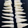 Modello Anatomico: 28 Denti Permanenti con Radici Rimovibili