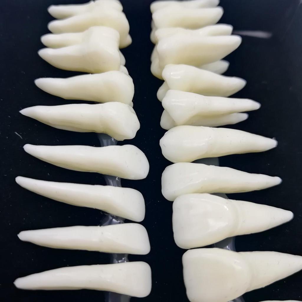 Modello Anatomico: 28 Denti Permanenti con Radici Rimovibili