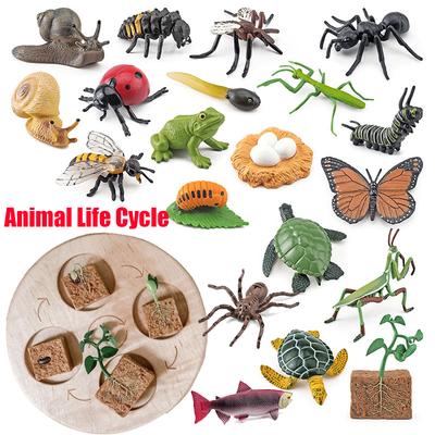 Non-Toxic Animal Life Cycle Board Children Toys Montessori Teaching Aids Plant Animal Growth Cycle Model Set Preschool Cognitive Toys