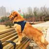 Classic Deluxe Edition High Quality A Large Dog Harness Outdoor Vest Pet Harness In Oxford