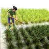 Miniature Shrubs Miniature Grass Cluster Terrain Model Kit Static Grass Tuft  Farmland House