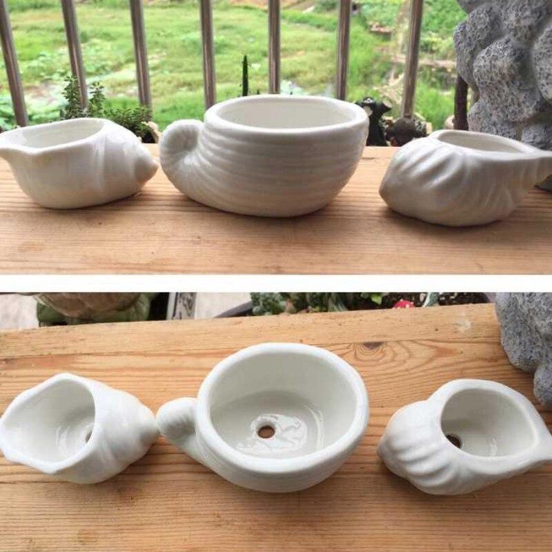 Buy 6Pcs/Set Original Conch Sea Shell Plant Pots Natural Conch Plant ...