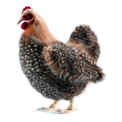 Gallina beige Hansa (35 cm de alto)