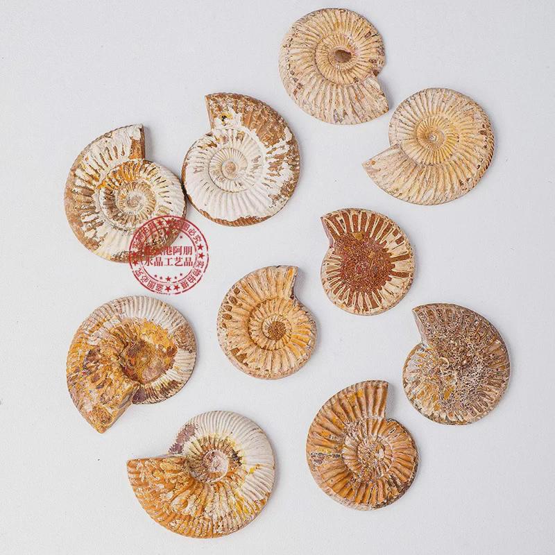 Madagascar Ammonite Fossil Slice - Small Natural Specimen for Craft and Decor