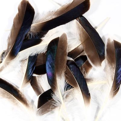Duck Feathers 50pcs 4-6 Inch 10-15cm Bulk for Crafts Handmade Clothing Hats Home Wedding Party Decoration Feathers,Natural
