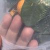 Drawstring Insect Protection Net Bag for Trees, Flowers & Fruit - Bird & Insect Barrier Cover