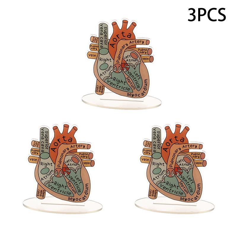 2D Heart Anatomy Acrylic Model - Educational And Decorative Teaching Tool For Home Office Classroom Clinic Medical Office
