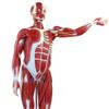 ENOVO Medical Human Anatomy Model