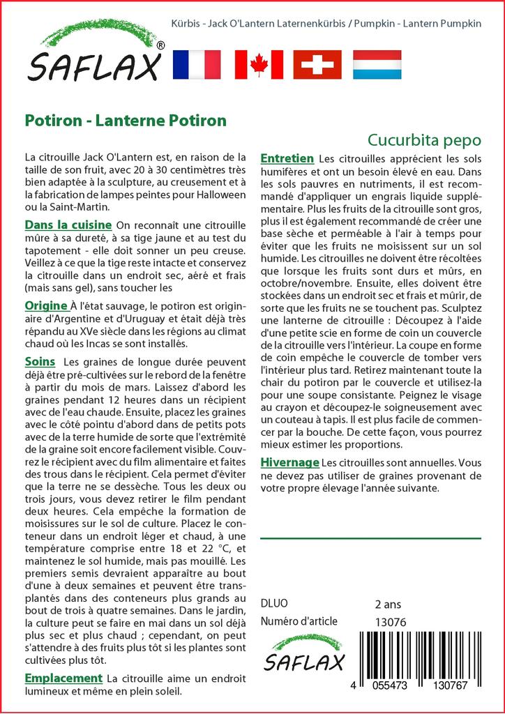 SAFLAX Pumpkin - Lantern Pumpkin - 10 Seeds - Cucurbita Pepo