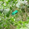 5rolls Reusable Nylon Plant Ties Green Garden Plant Bandage Cable Ties Self Adhesive Plant Fastener Tape for Plants Garden Home