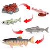 Animal Growth Cycle Simulation Toy Set: Solid Snail & Frog Models for Science Education