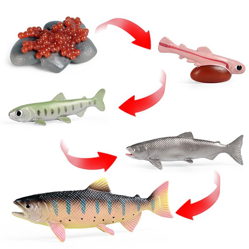 Animal Growth Cycle Simulation Toy Set: Solid Snail & Frog Models for Science Education