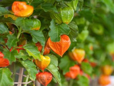 100 Physalis-Samen - Obst-Gemüse-Gärten - Nachbau-Bauernsamen - Semiwild