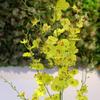 Artificial Orchids Flower Faux Silk Dancing Orchid   Stem 7 Branches for Home Wedding   Party Festive Indoor Outdoor Decoration