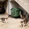 Outdoor Winter Unterschlupf für Streunerkatzen Kälteschutz Haustier Thermoschutz Haus für Garten Terrasse Rucksackreisen Kälteschutz