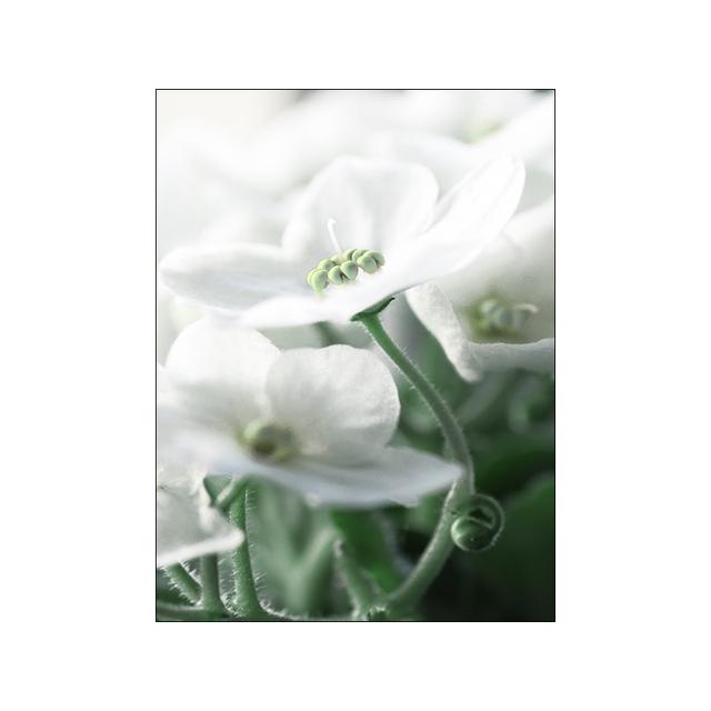 Green Nature Wall Art Poster Print Plant Flower Leaf Picture Canvas Painting Modern Fresh Home Decor Living Room Wall Picture