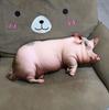 In Stock Cute Lifelike Simulation Pig Plush Toy Soft Sleeping Pillow Holiday Gift For Close Friends Home Sofa Decor Cushion