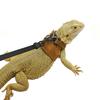 Abnehmbares Geschirr mit Leine für Echsen, Eichhörnchen, Reptilien, Brustgurt zum Spazierengehen für Bartagamen, Chamäleons, Frettchen